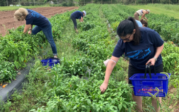 JFCS gleaning